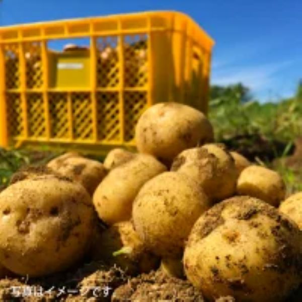 〈送料込〉産地直送 北海道富良野産 Ｊ1じゃがいもLサイズ５kg 着日指定不可（9月下旬より発送開始）※「北あかり」「男爵」からお選び頂き、備考欄に記載をお願い致します。※産地直送の為 他の商品の同梱は出来ません。