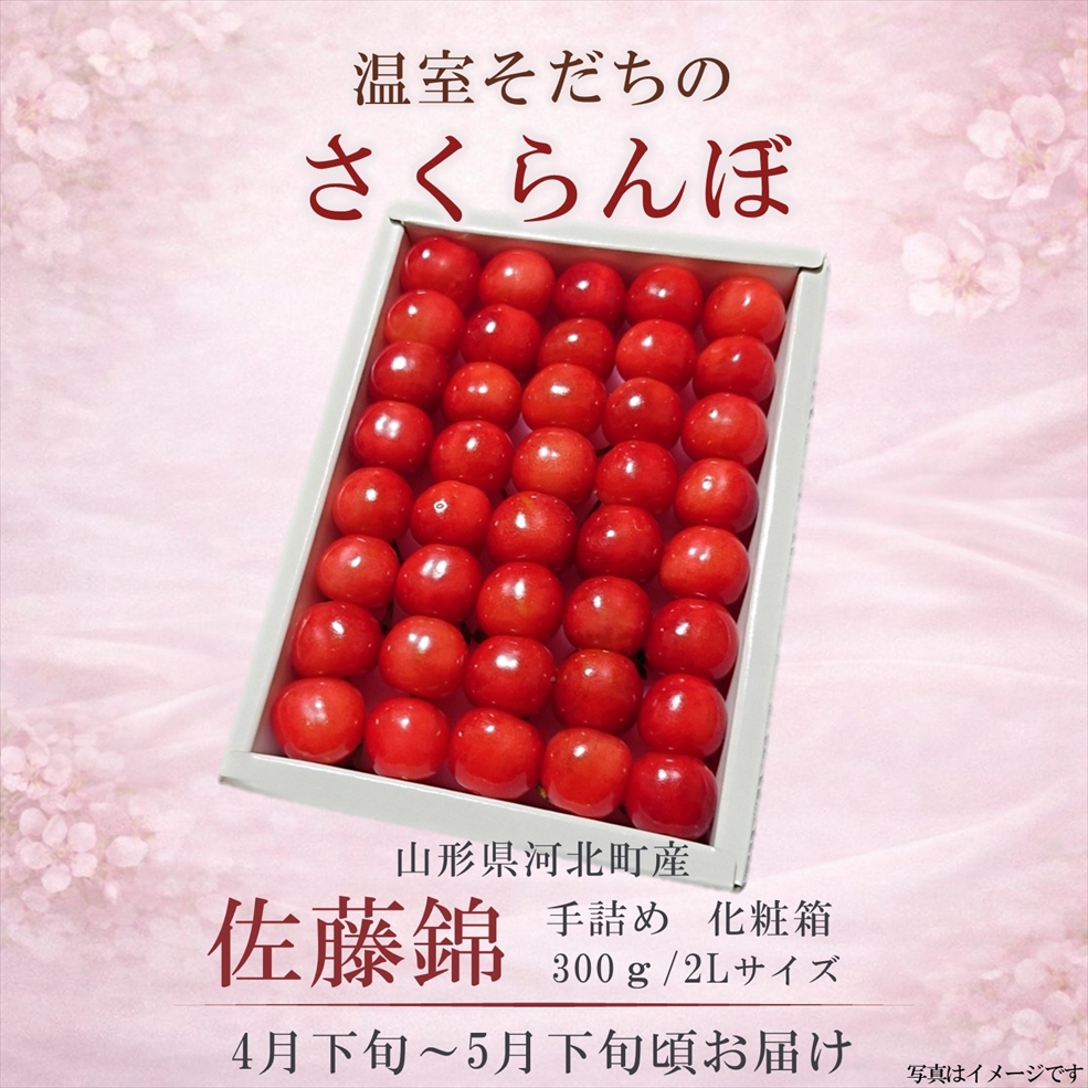 【送料無料】温室さくらんぼ 佐藤錦 300g 手詰化粧箱 特秀 2Lサイズ 着日指定不可（4月下旬頃から発送開始）※産地直送のためほかの商品と同梱できません