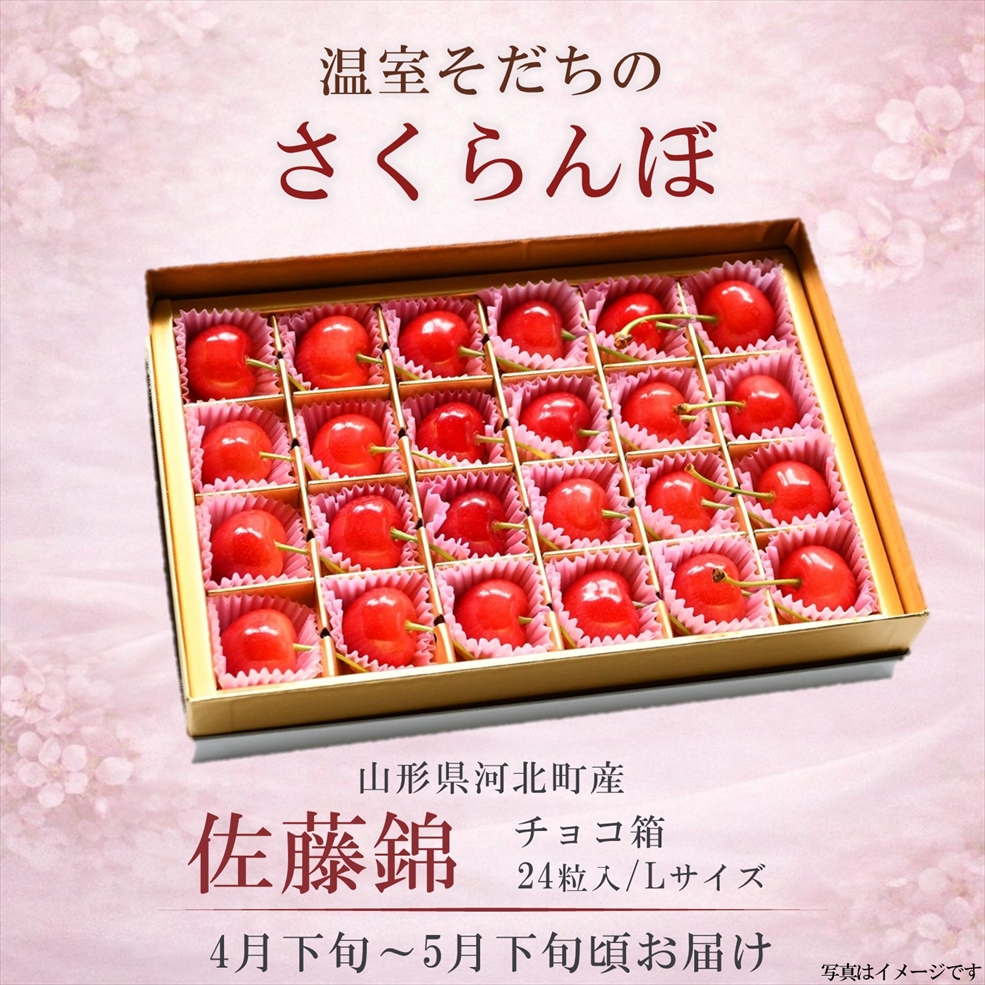 【送料無料】温室さくらんぼ 佐藤錦 チョコ箱 特秀 Lサイズ 着日指定不可（4月下旬頃から発送開始）※産地直送のためほかの商品と同梱できません