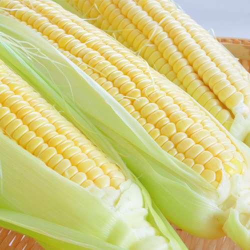 【送料無料】Ｒ8年度とうもろこし「ゴールドラッシュ」20本セット（約8.6kg）着日指定・同梱不可　7月中旬頃より佐川便で順次発送開始。※産地直送の為 他の商品の同梱は出来ません。