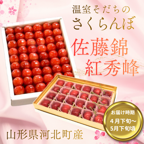 温室さくらんぼ