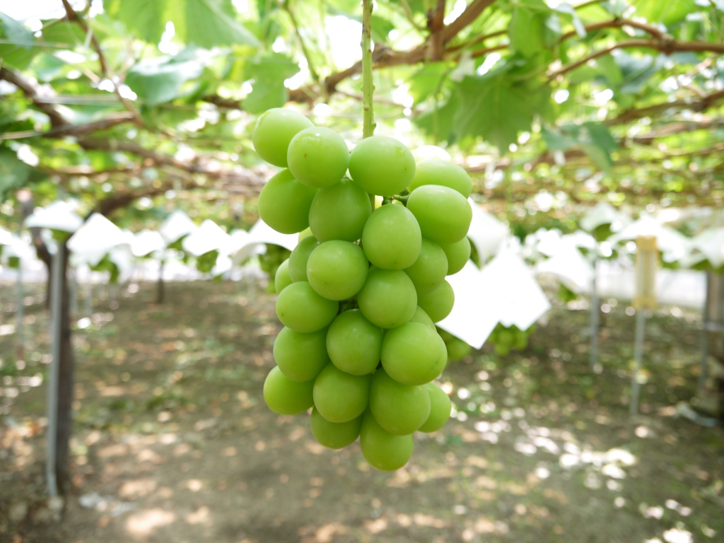 【送料込み※】山梨県産 シャインマスカット 秀品 約1.0kg（２房）9月中旬～10月中旬に順次発送